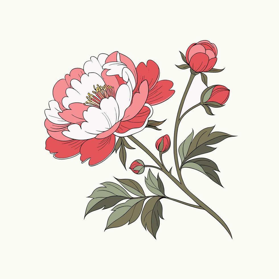 A drawing of a peony flower on a white background vector