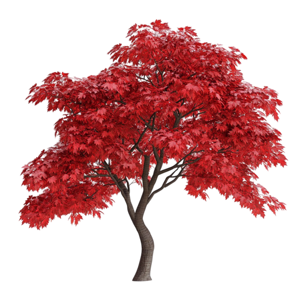 Large Red Maple Tree with Full Autumn Leaves png
