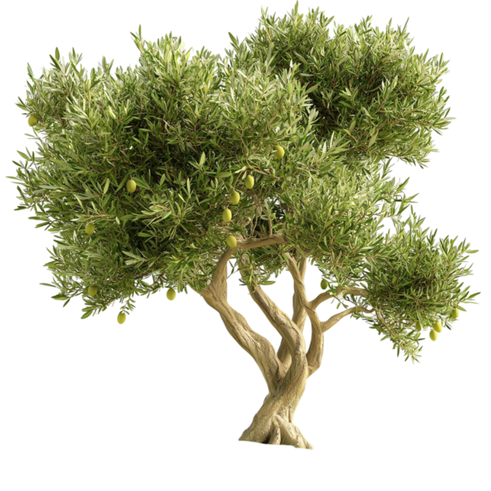 Olive tree spreads wide with silvery green leaves evoking Mediterranean charm png