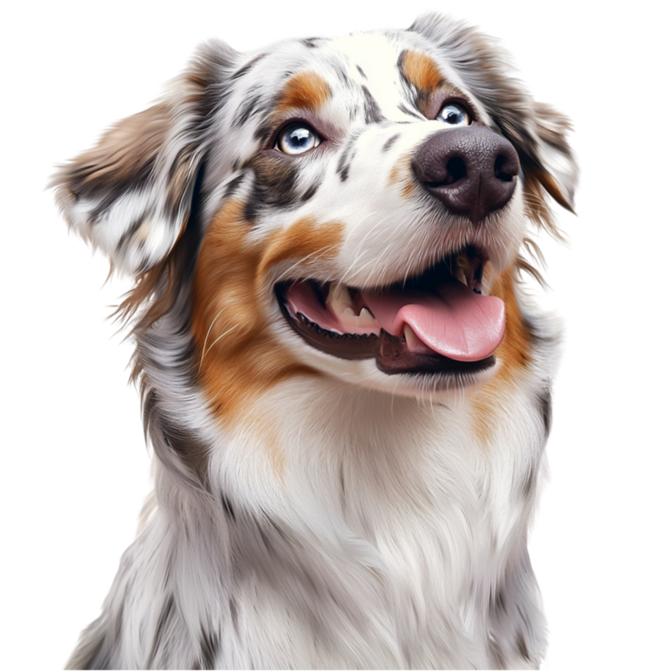 Happy Australian Shepherd dog with eyes looks friendly and energetic png