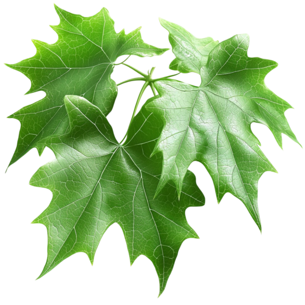 Cluster of green maple leaves with visible veins and a natural shape looks and png