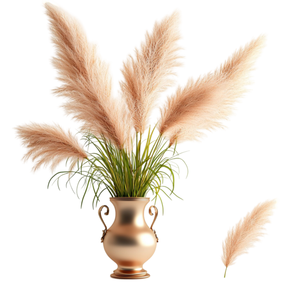 Tall pampas grass in an vase looks and png