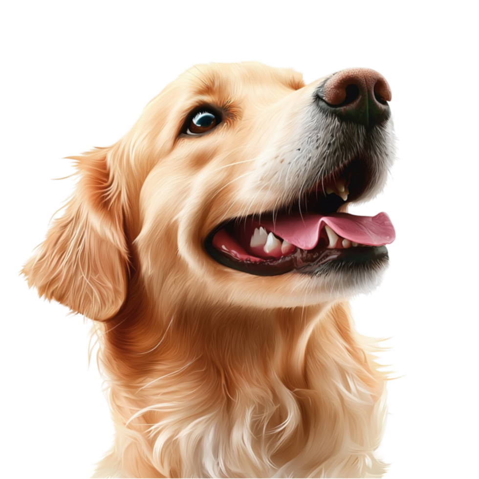 Happy golden retriever with a smile looks friendly and playful png