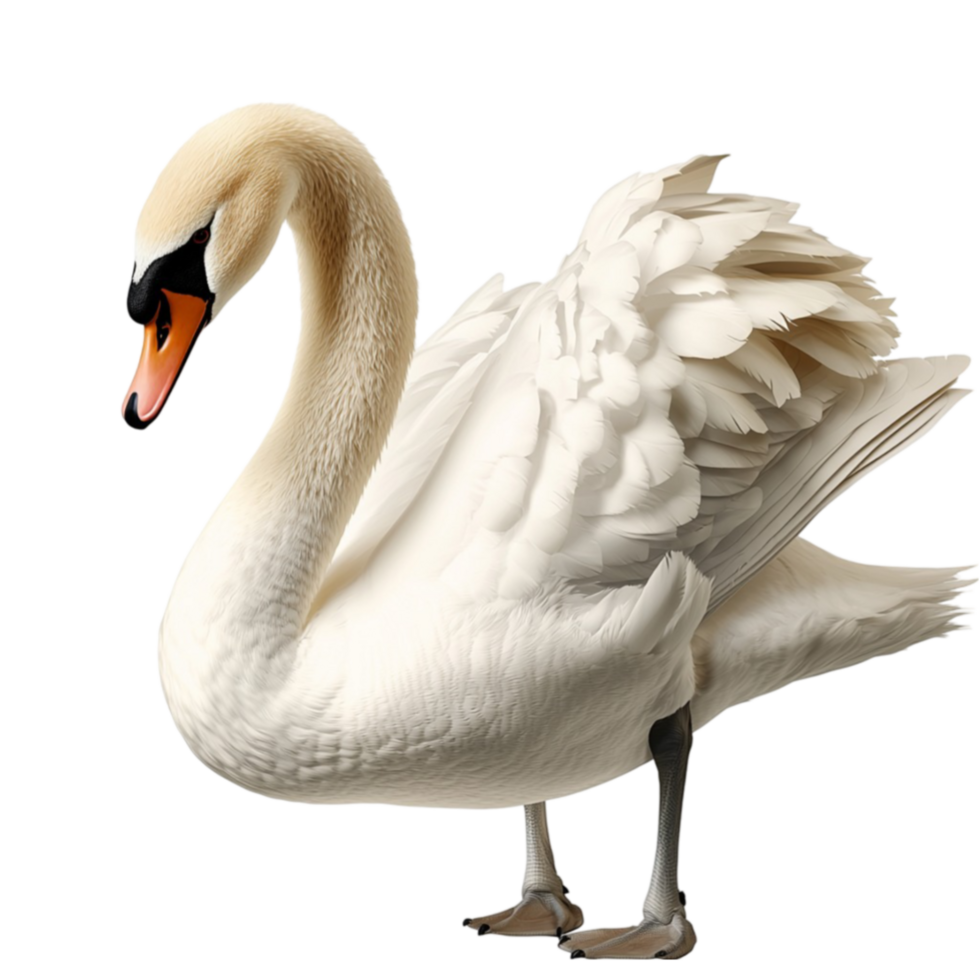 White swan stands gracefully with feathers png