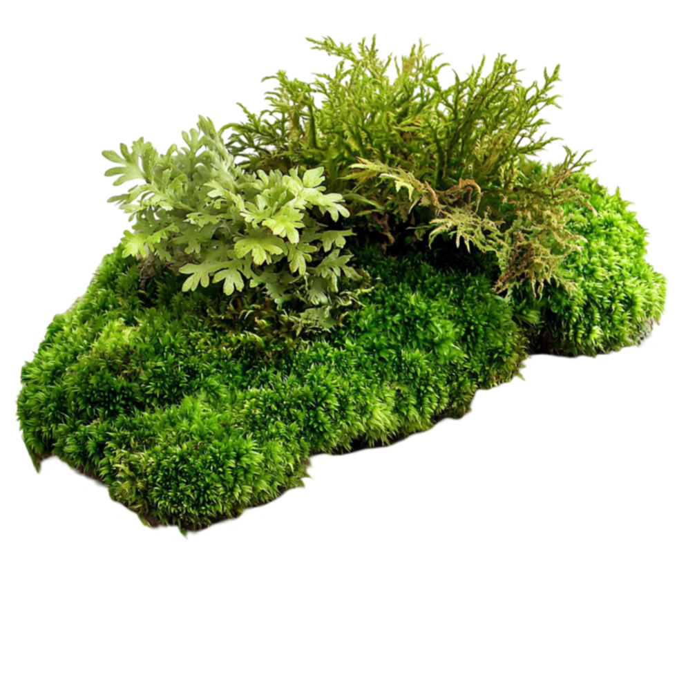 Lush green moss patch is decorated with tiny plants growing on top png