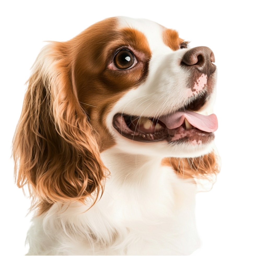 Happy Cavalier King Charles Spaniel looks up with eyes and floppy ears png