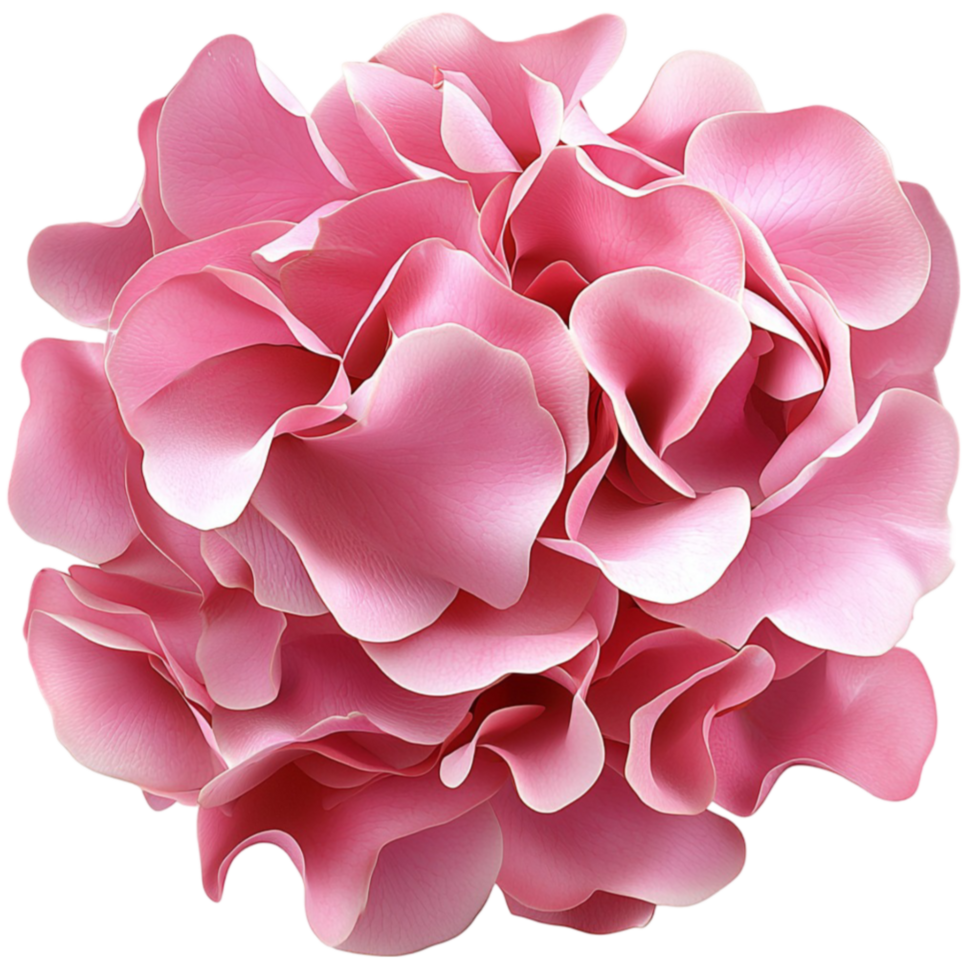 Lush pink hydrangea flower with delicate and overlapping petals png