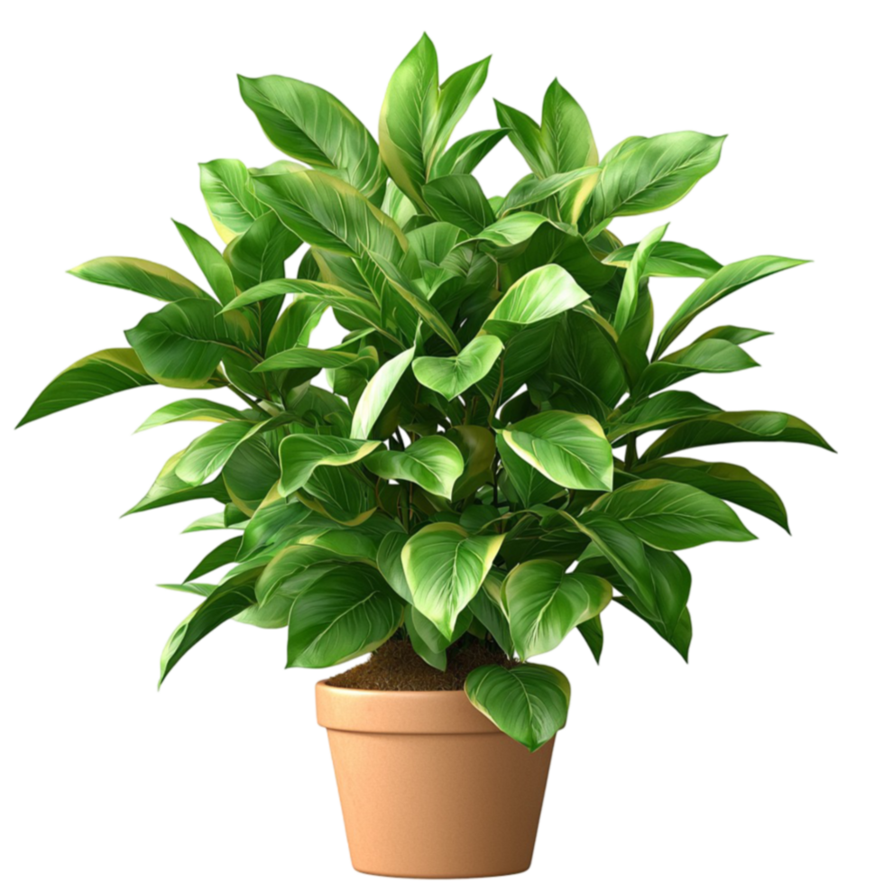 Green potted plant with vibrant leaves arranged in a symmetrical pattern png