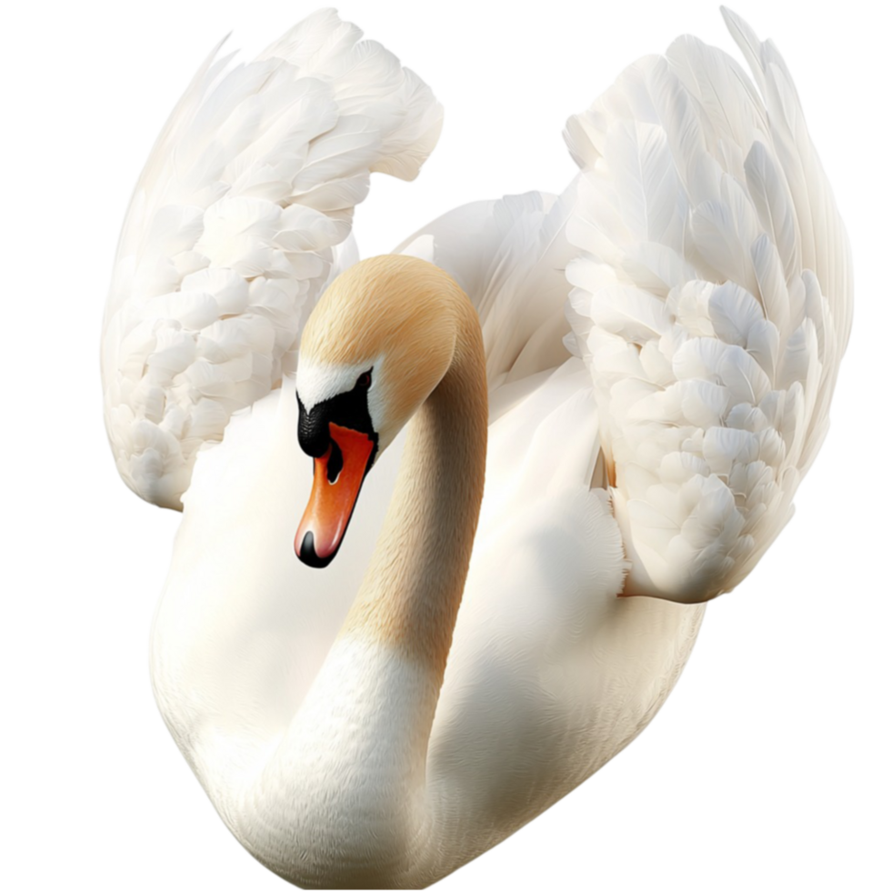 Graceful white swan spreading its wings with a serene and majestic expression png