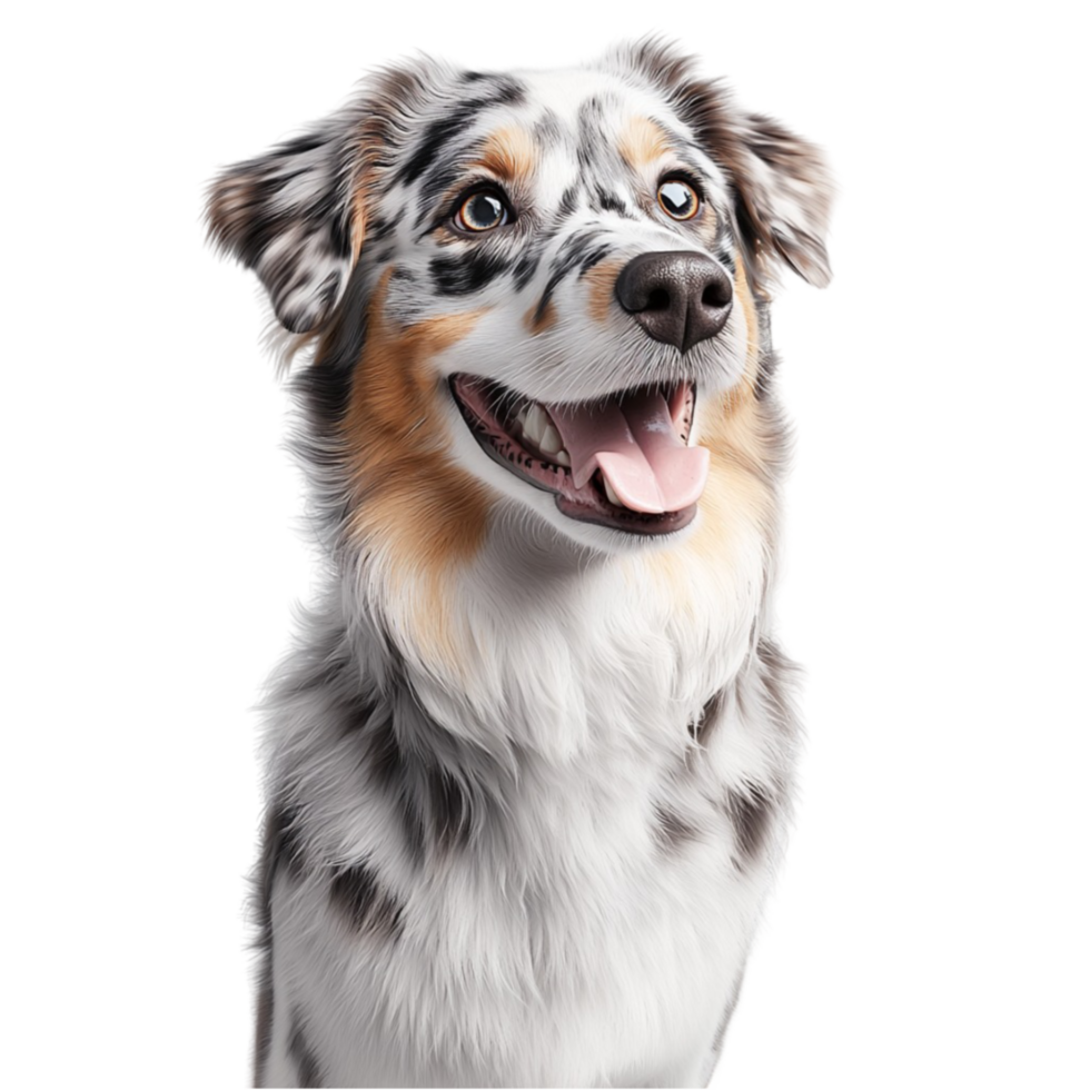 Happy and energetic Australian Shepherd dog with a fluffy coat png