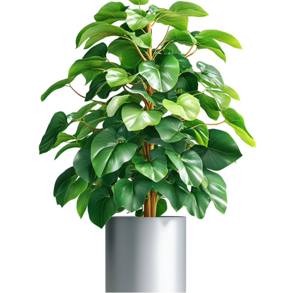 Lush green potted plant with dense leaves growing in a silver container png