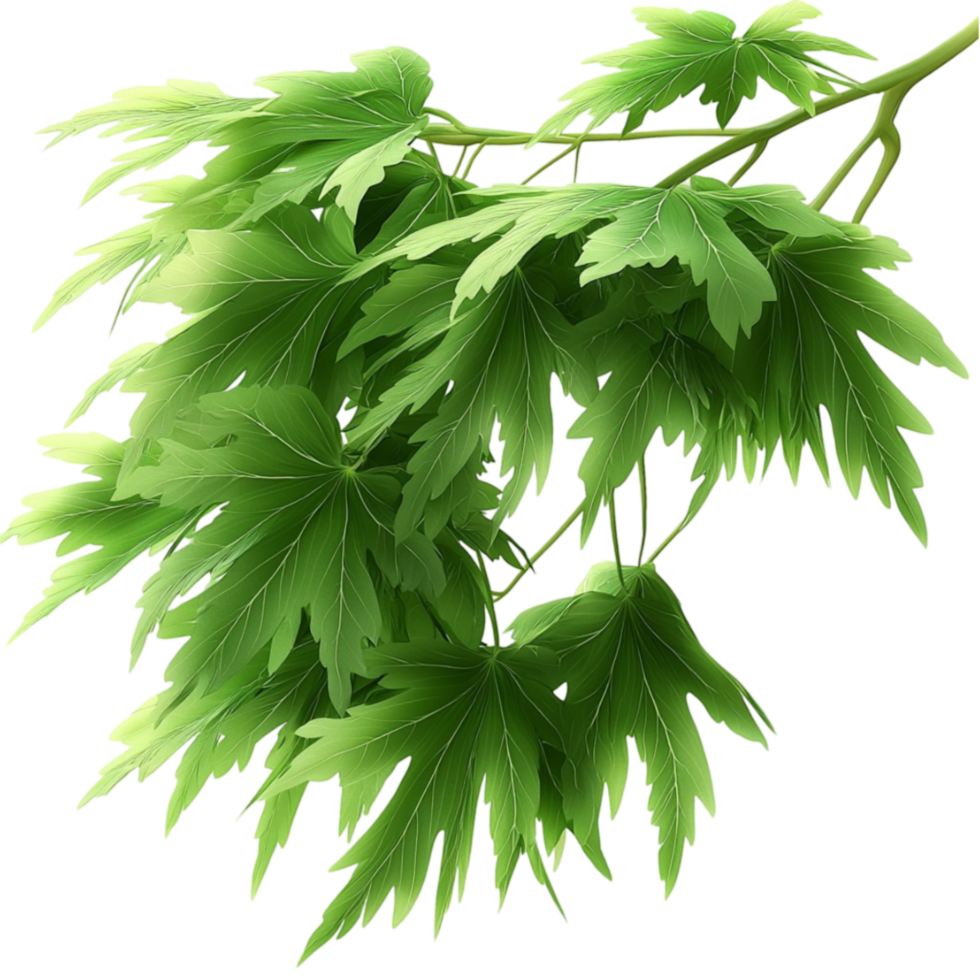 green maple leaves with sharp edges and a delicate natural look png