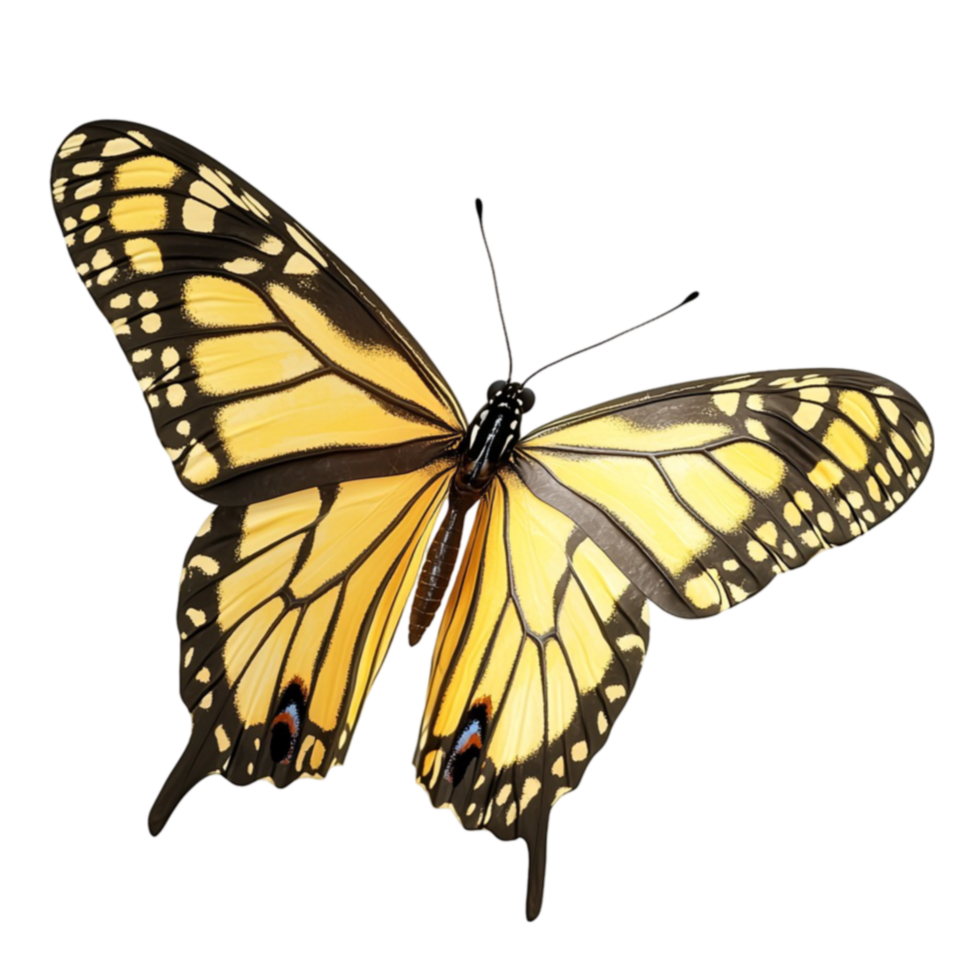 yellow and black butterfly with delicate wings spread wide in perfect symmetry png