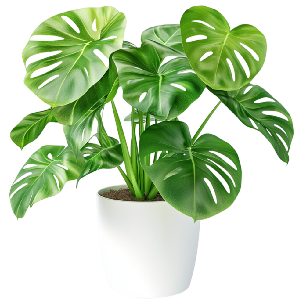 Lush green monstera plant with large split leaves placed inside a white pot png