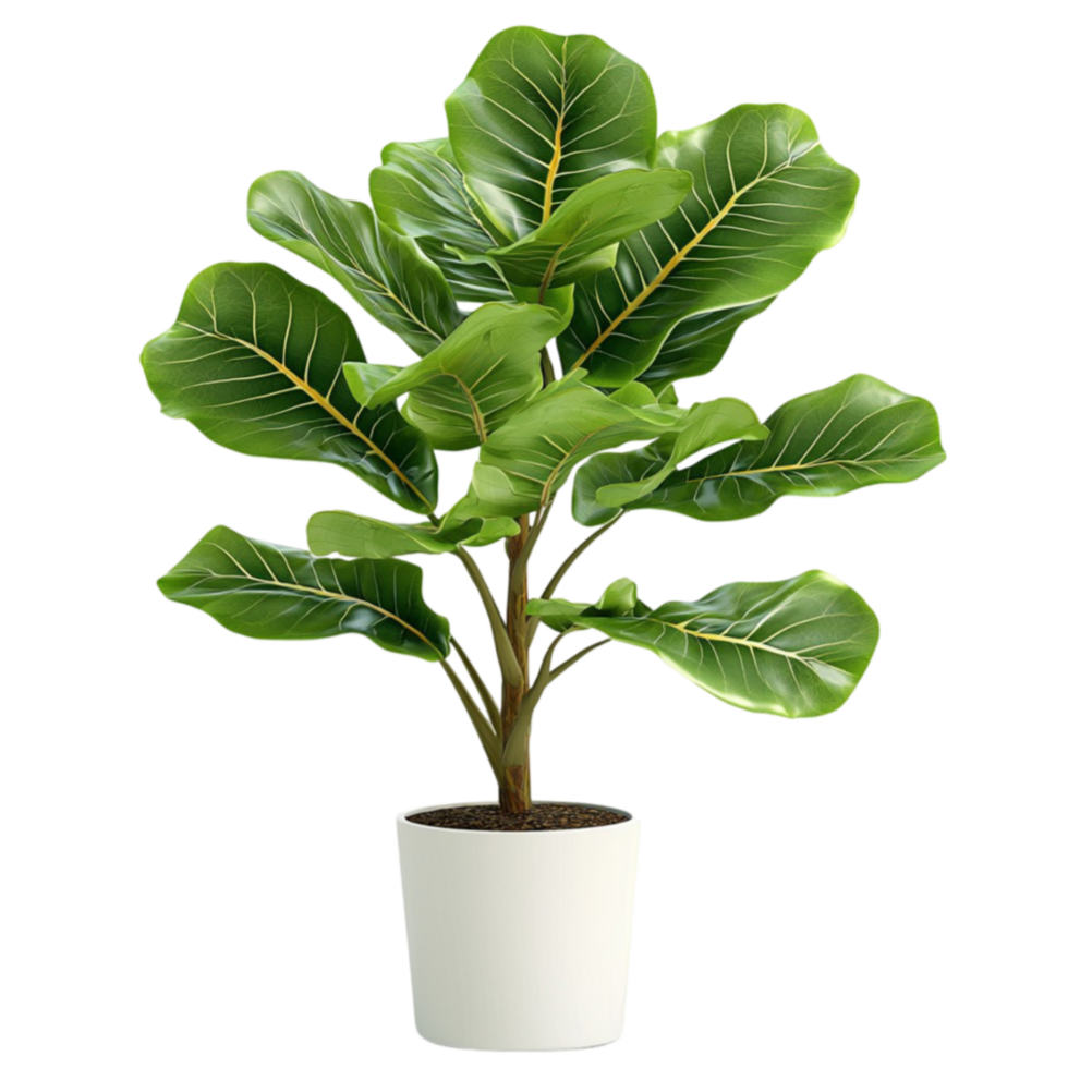 Lush green potted plant with large healthy leaves placed in a simple white container png