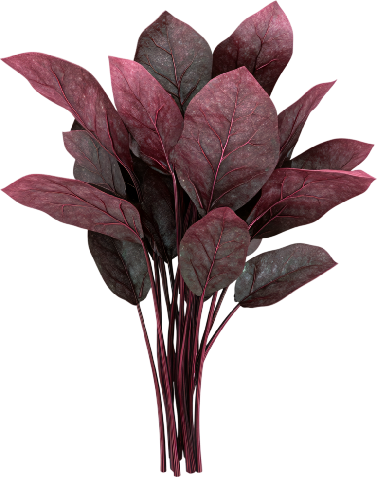 A beautiful cluster of large burgundy leaves creates a dramatic botanical statement. Ideal for enhancing visual appeal and adding depth. png