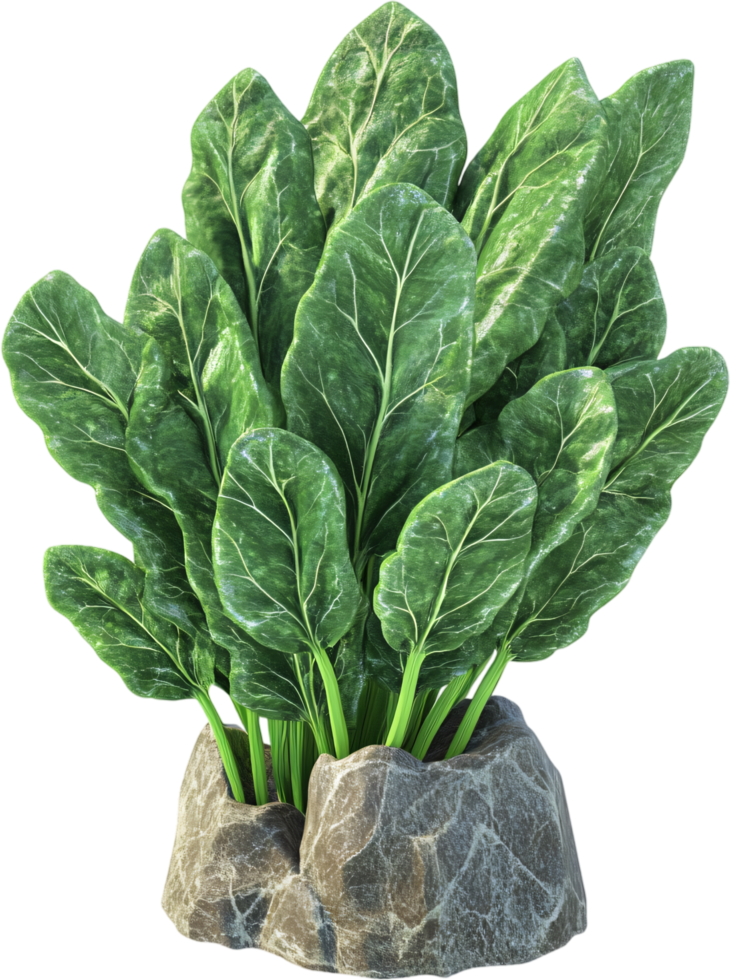 A vibrant cluster of leafy greens sprouting from a rocky base. The foliage is lush and the setting natural. The leaves create a dense canopy. png