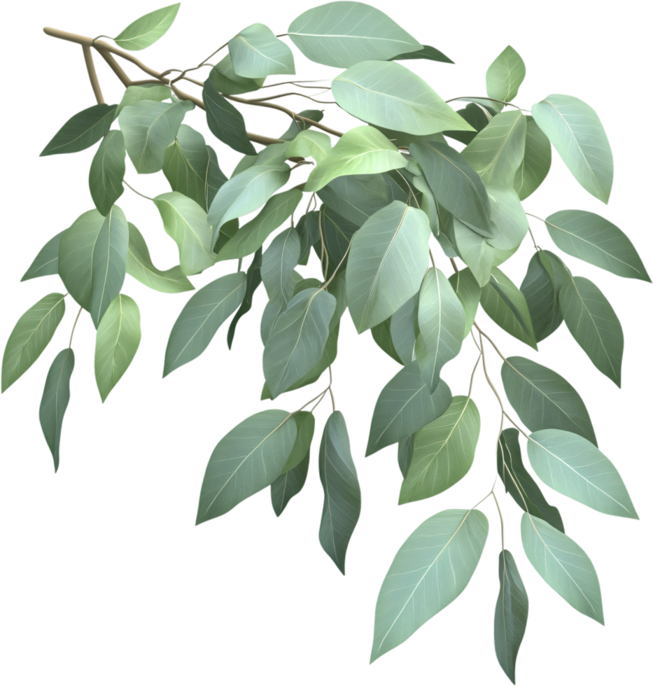 A branch of leaves against a solid black backdrop. Pale greens and textured leaves add to a natural, organic aesthetic for design use. png
