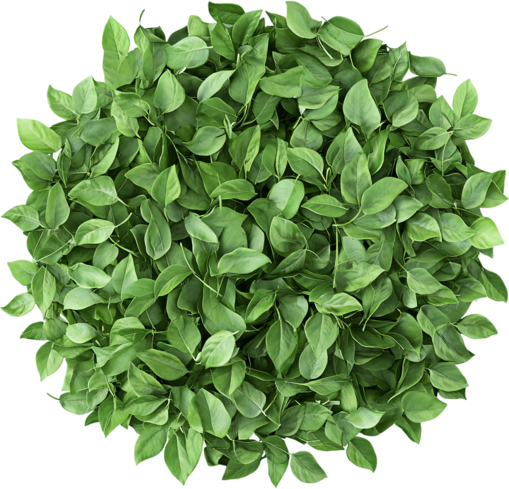 A dense cluster of vivid green leaves, resembling a topiary or plant from an overhead perspective. The leaves create a full, rounded shape. png
