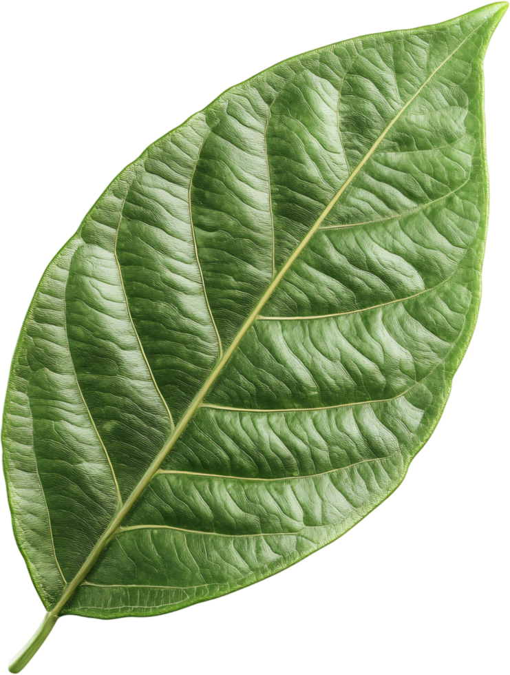 Close-up image of a vibrant green leaf. Detailed veins and texture are visible against a stark black background. Fresh and natural. png