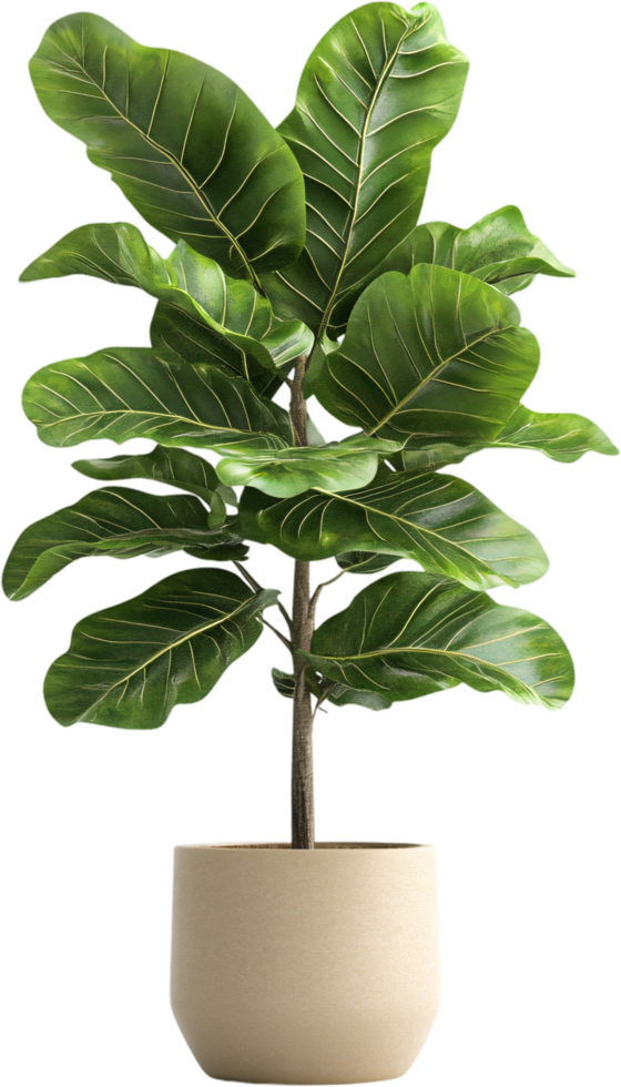 Elegant Fiddle Leaf Fig, Adds a touch of nature's beauty. Large, vibrant green leaves create a calming atmosphere. Great for any room. png