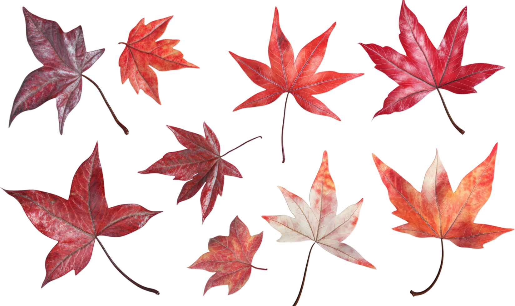 Assorted maple leaves, displaying rich red and reddish-brown hues, create a vibrant autumnal display against a stark black background. png