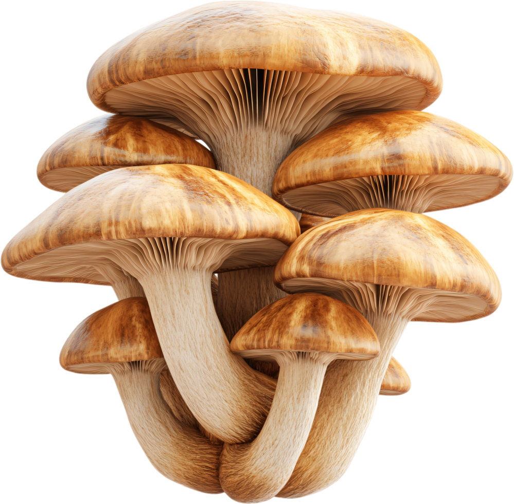 Cluster of Honey Mushrooms. A detailed depiction of edible fungi with smooth, caramel-colored caps and slender stems in a dense grouping. png