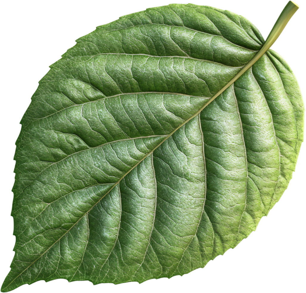 Close-up of a vibrant, healthy leaf showcasing its intricate vein patterns and textured surface against a dark backdrop. Natural beauty. png