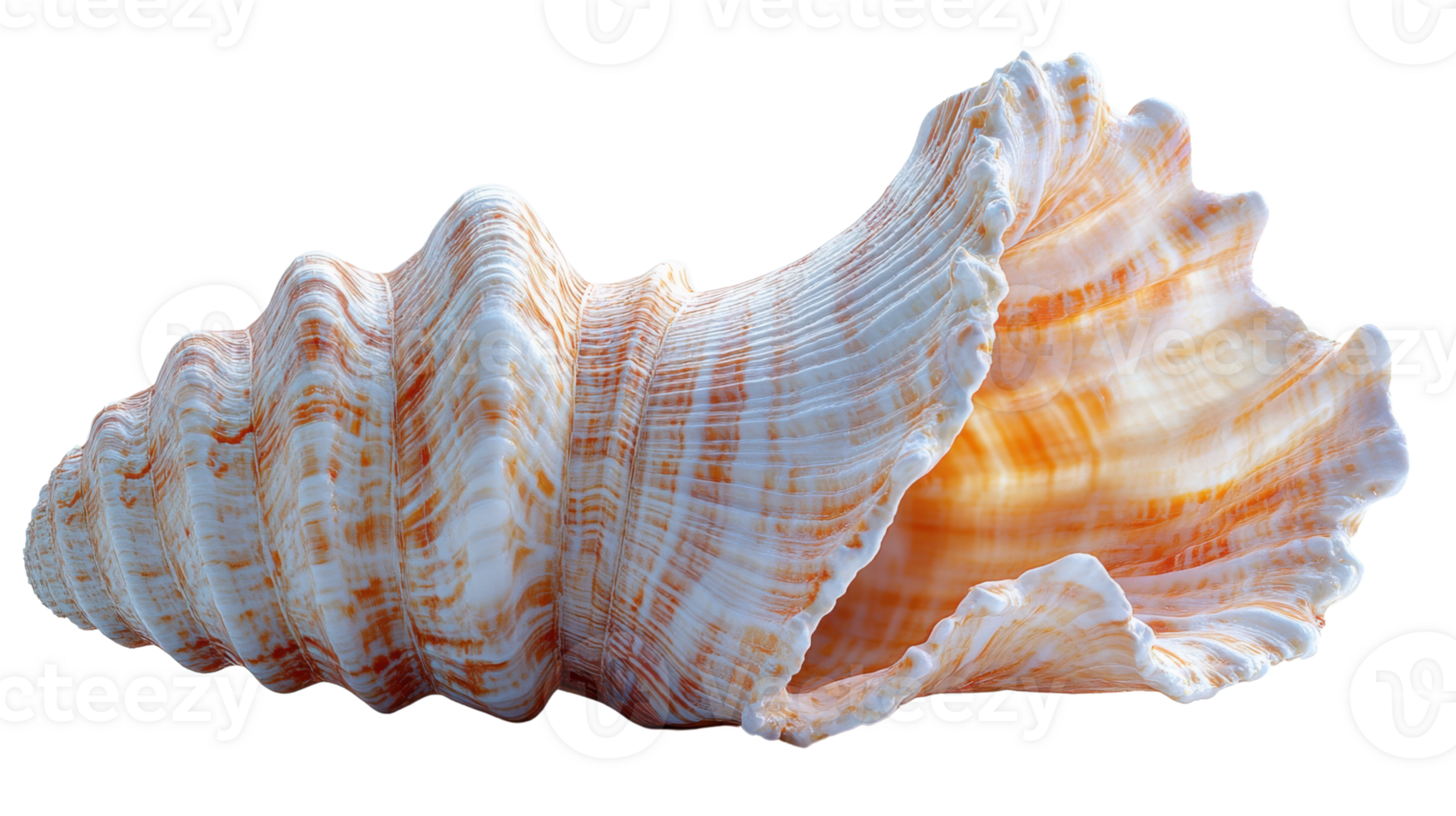 a seashell with intricate patterns and smooth surface, showcasing natural colors and textures png