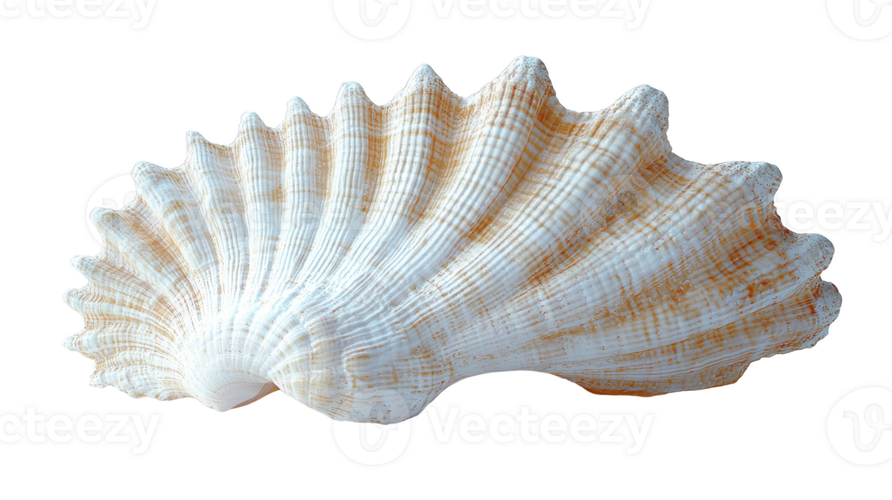 beautiful white seashell with ridges and smooth surface, perfect for beach decor or marine themed designs png