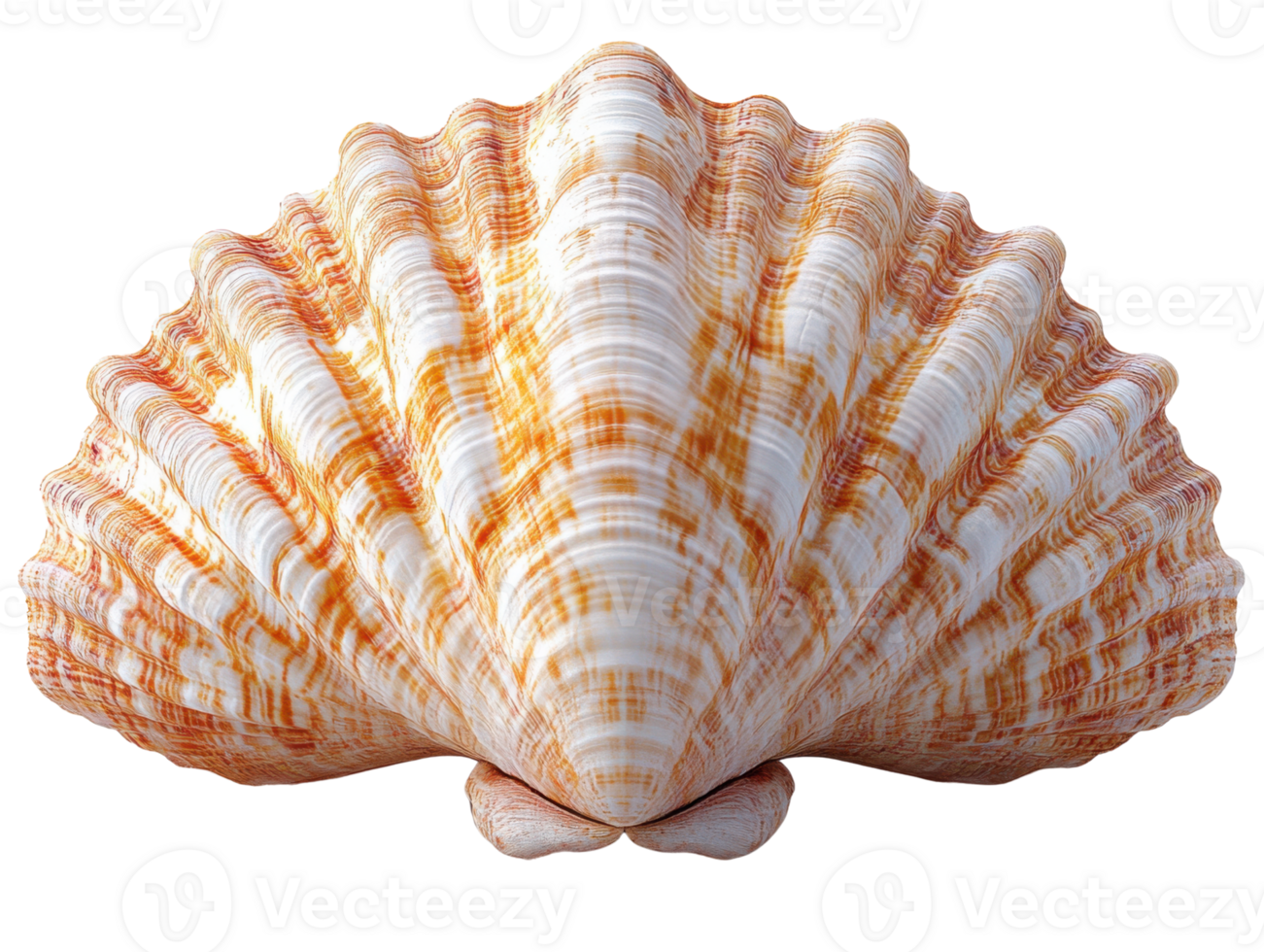 A beautiful orange and white scallop shell with intricate patterns and textures png