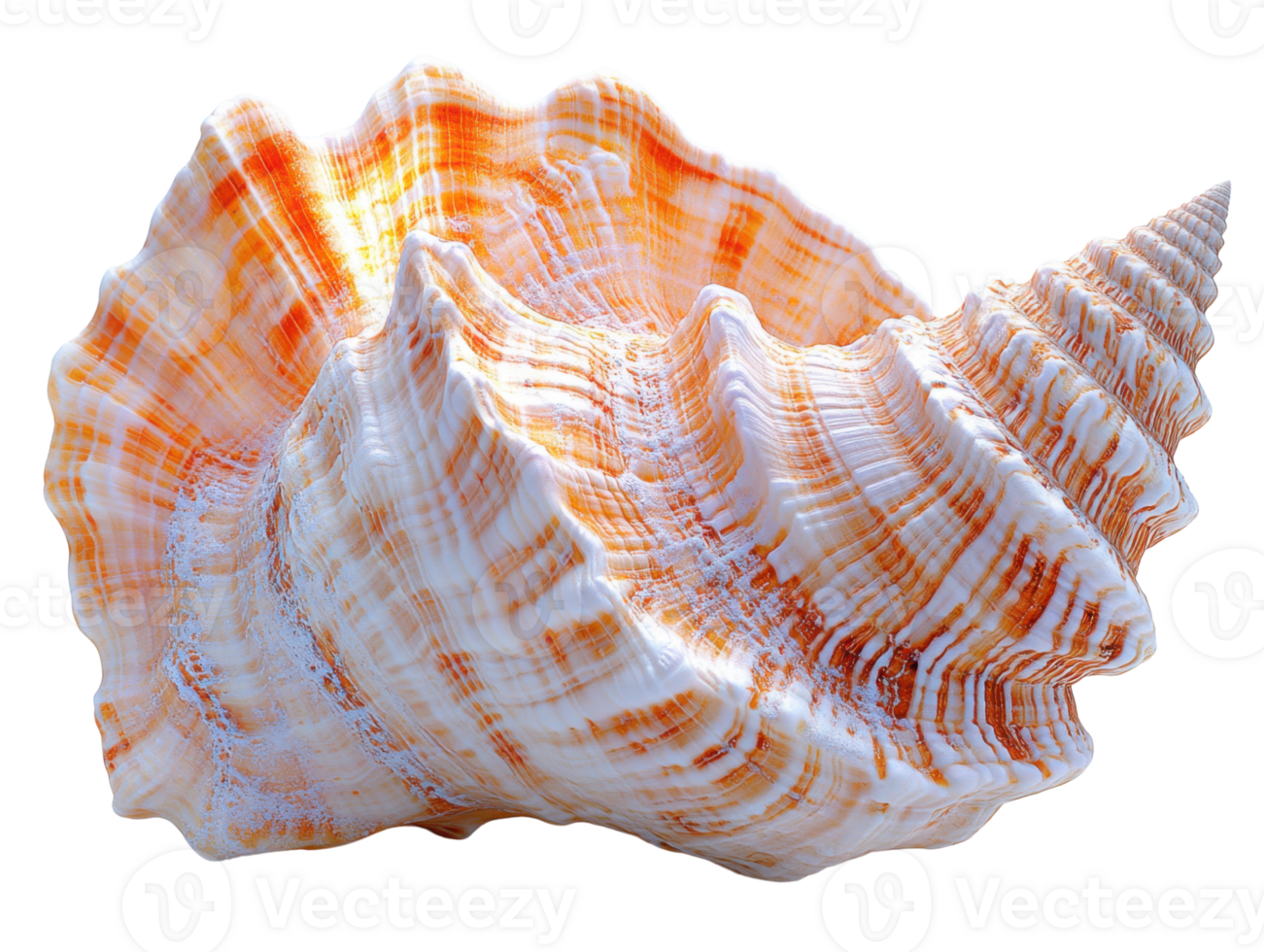 beautiful orange and white seashell with intricate patterns and textures, showcasing nature artistry png