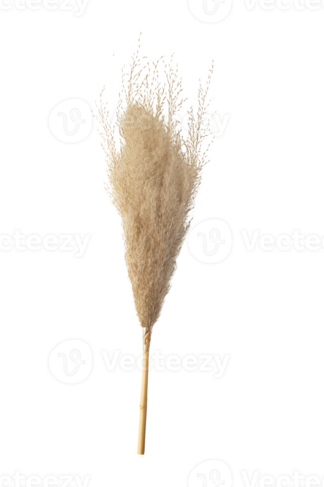 Pampas grass bouquet with natural look, perfect for home decor and arrangements png
