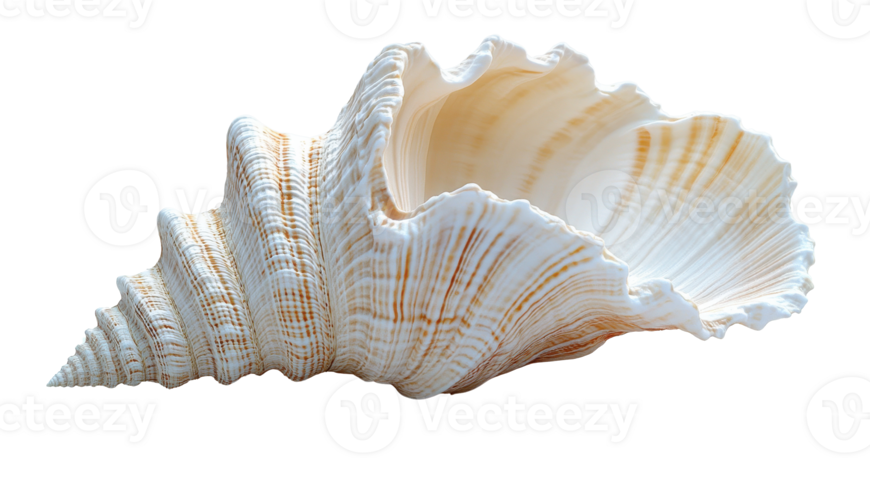 beautiful seashell with intricate patterns and smooth texture, showcasing natural elegance and marine beauty png