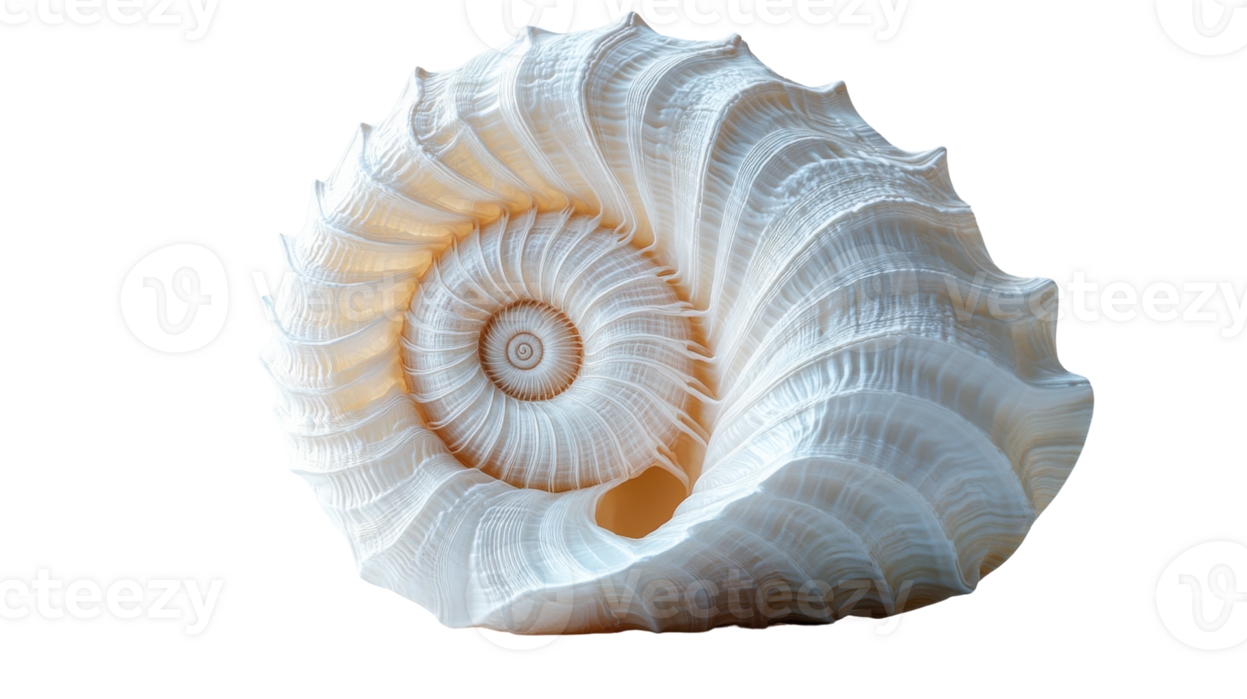 beautiful spiral seashell with intricate patterns and smooth texture, showcasing nature artistry png