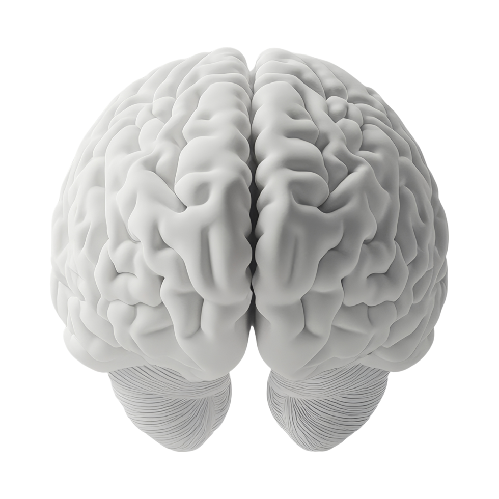 Exploring brain structure science lab 3d model close-up png