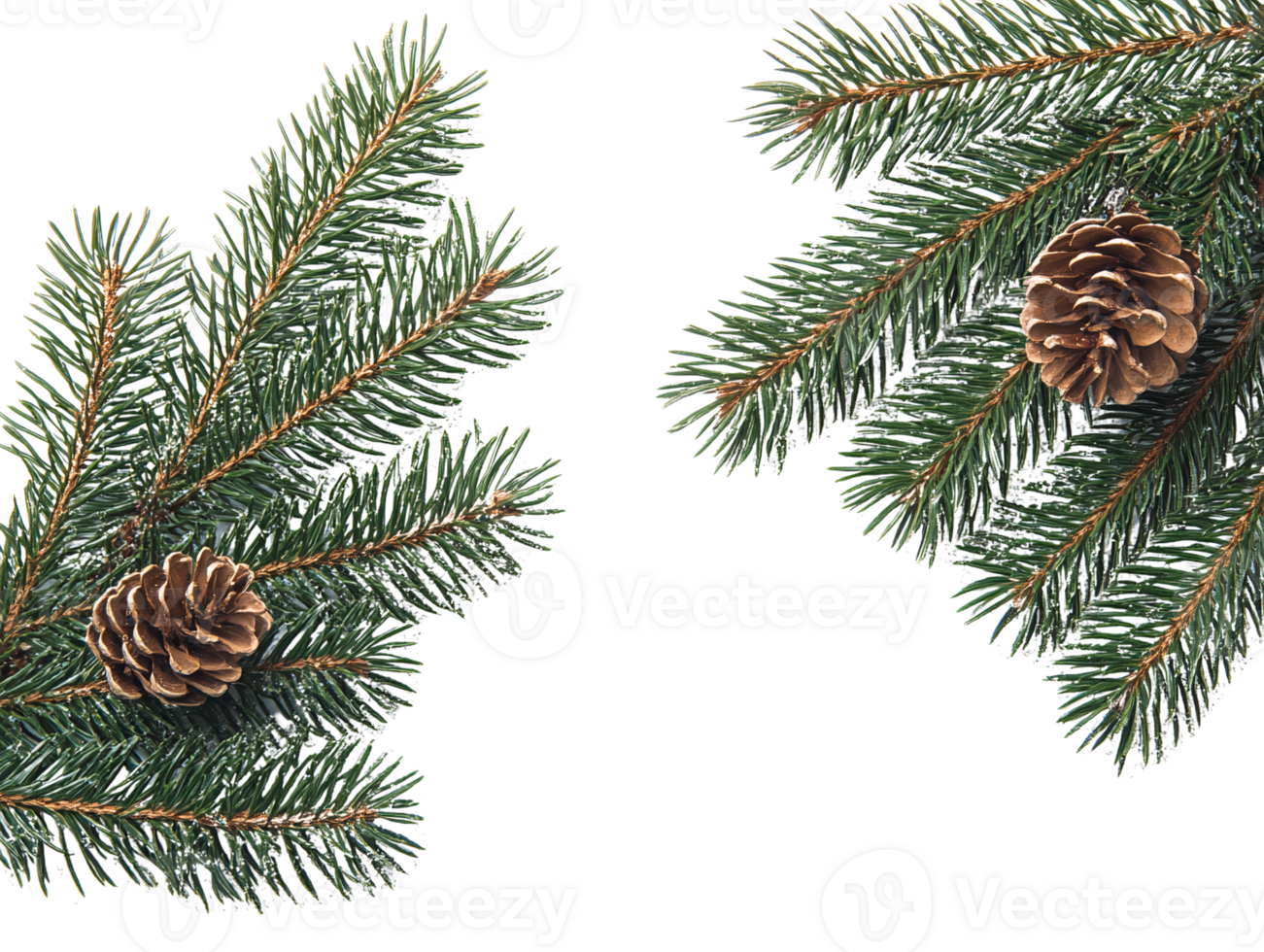 Pine branches with pine cones on transparent background png