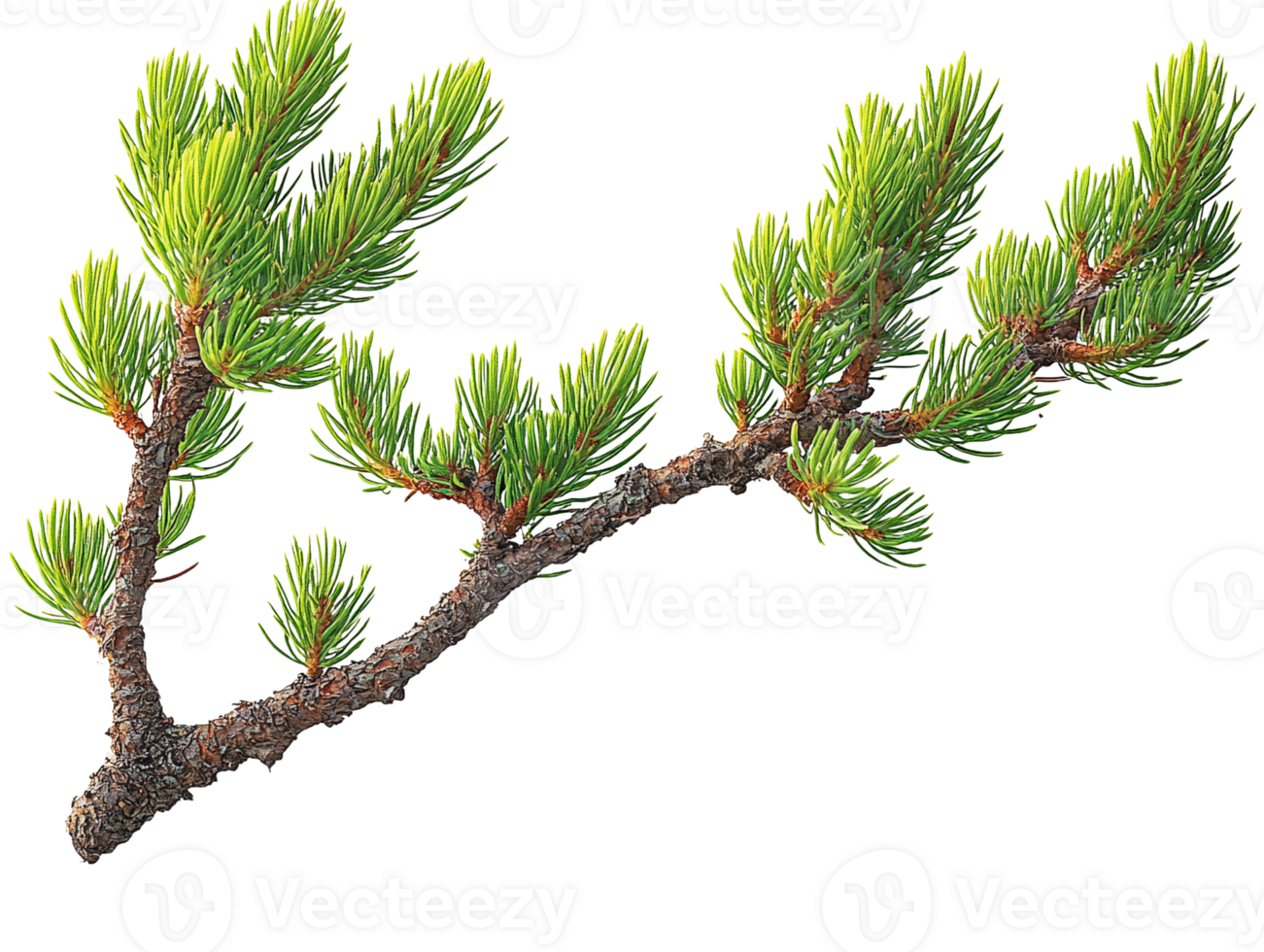 Pine branch with lush green needles on transparent background png