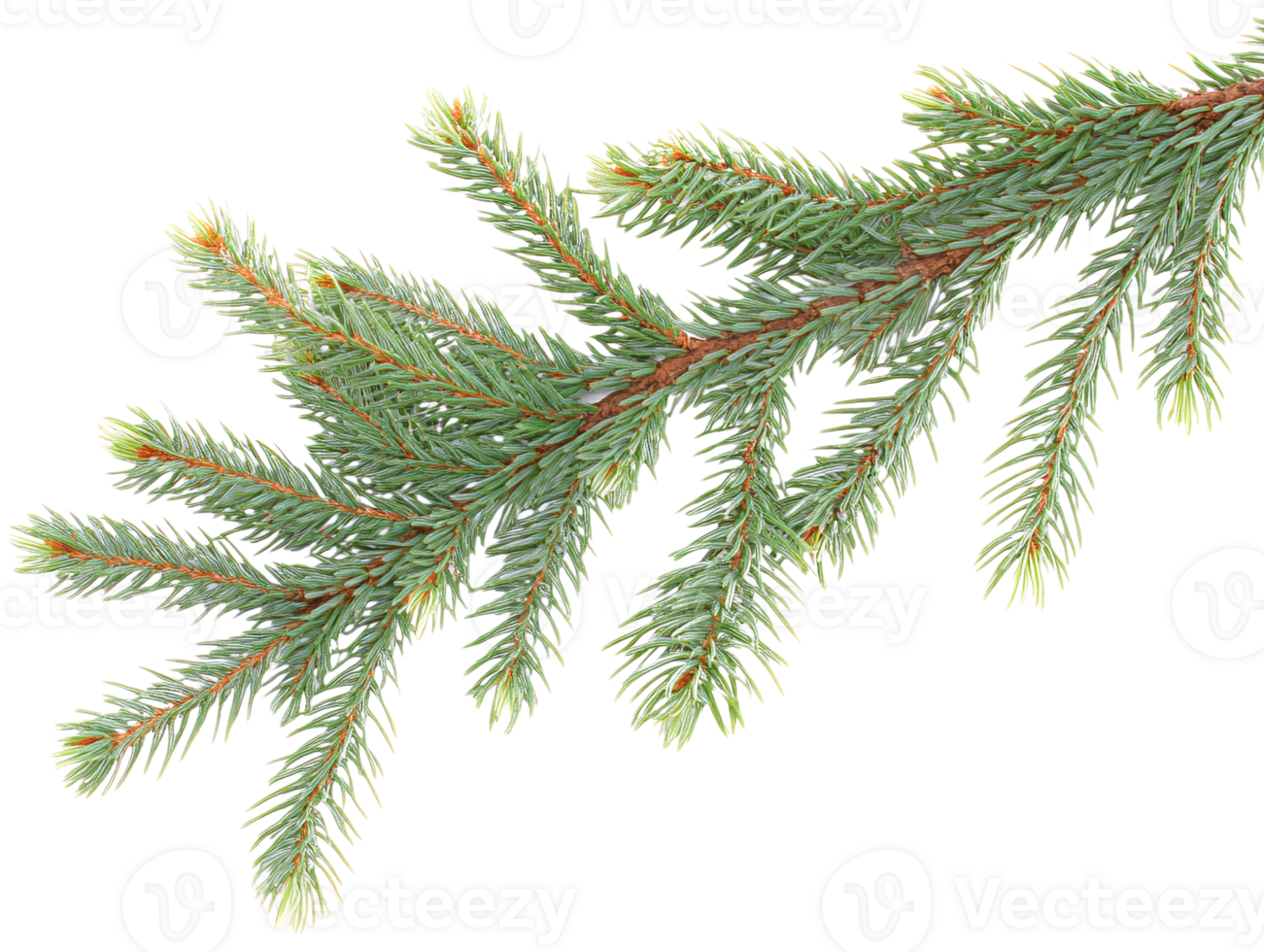 Fir branch on transparent background png