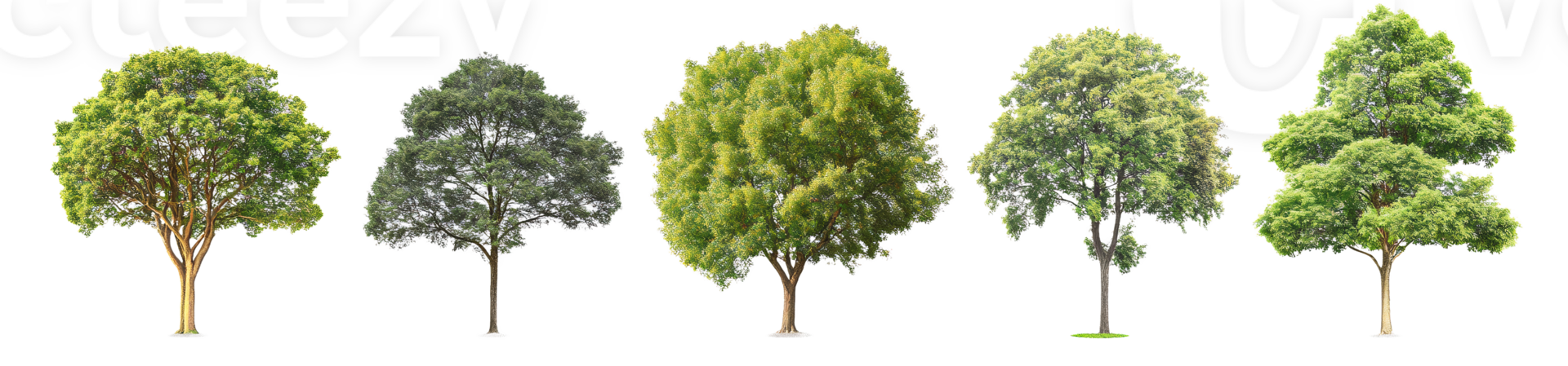 Green trees collection on transparent background png