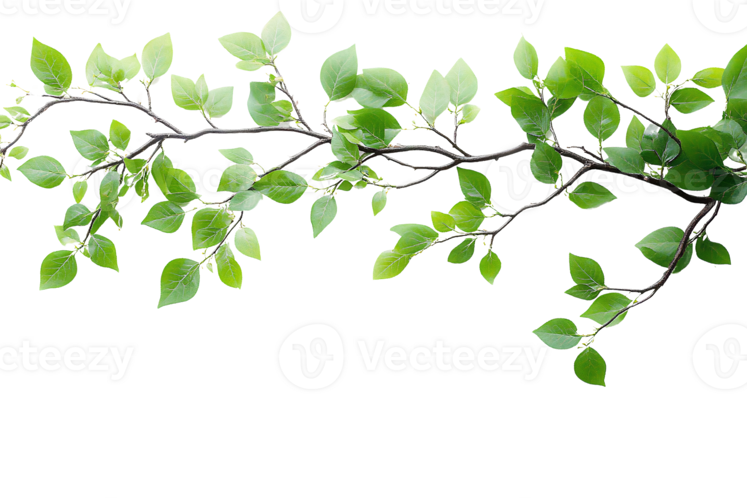 Green branch with lush leaves on transparent background png