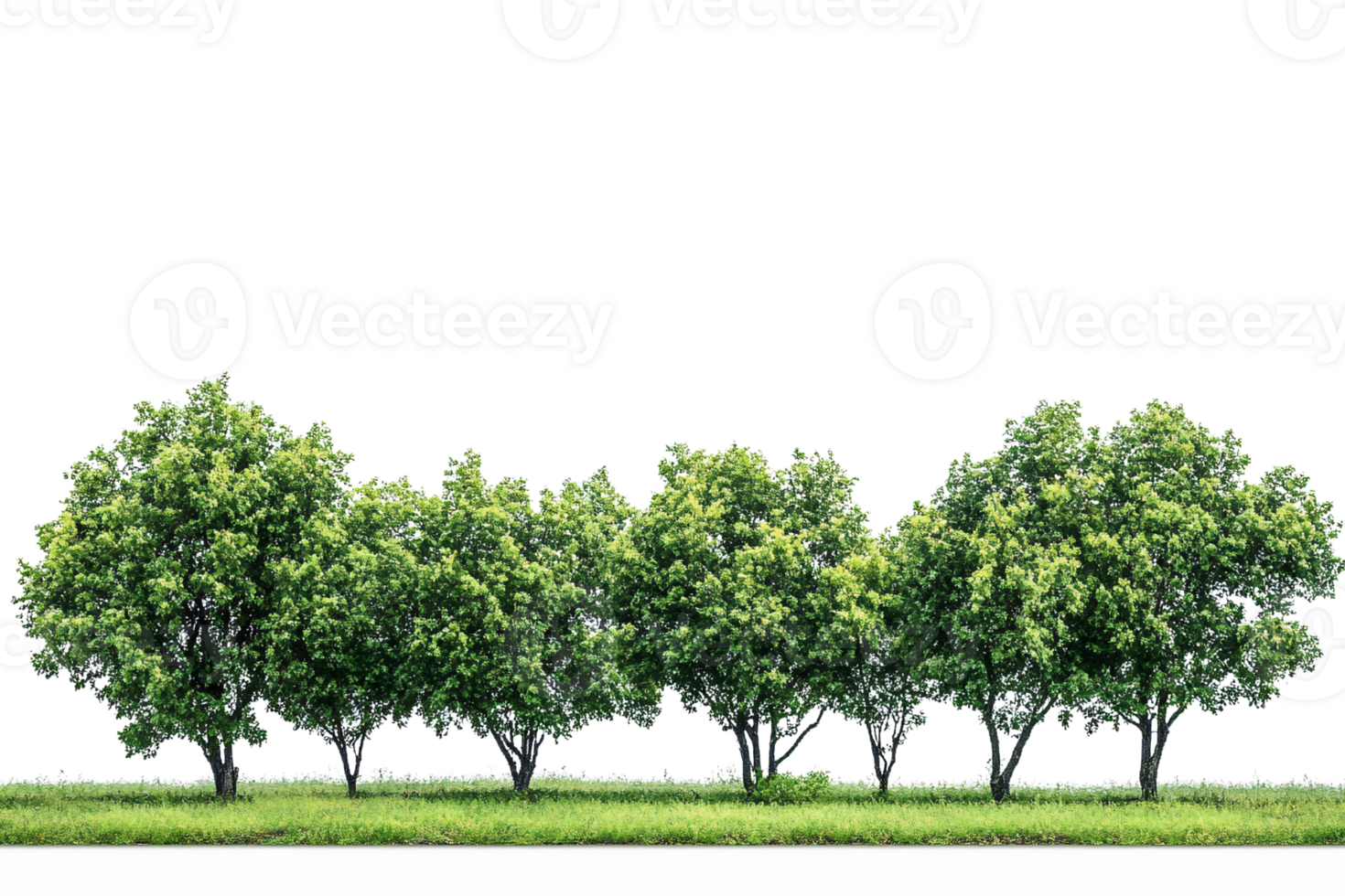Green trees row on transparent background png