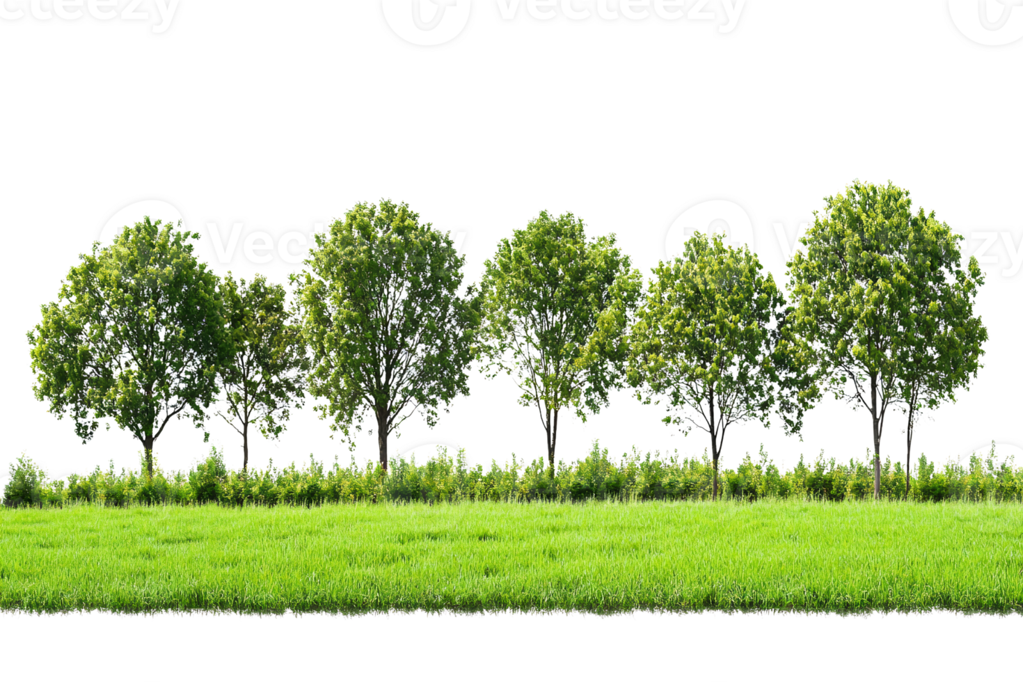 Green trees row on grassy field on transparent background png