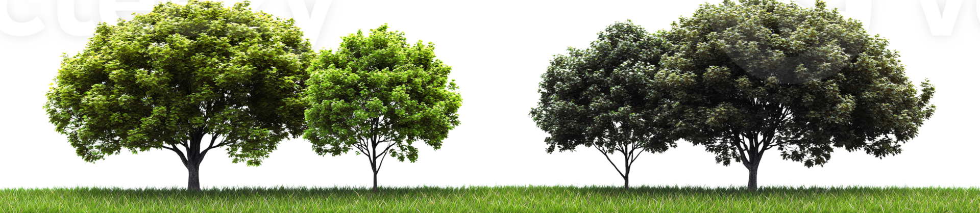 Various Green Trees with Dense Leaves on Transparent Background png