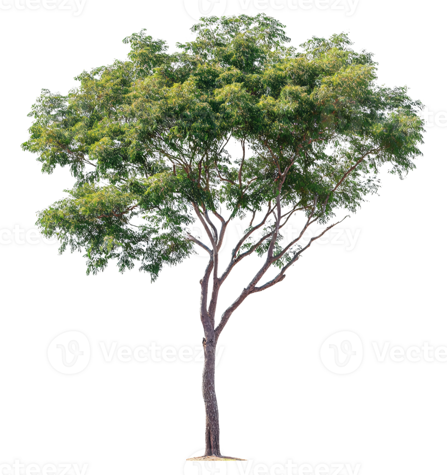 Large Leafy Tree with Strong Trunk on Transparent Background png