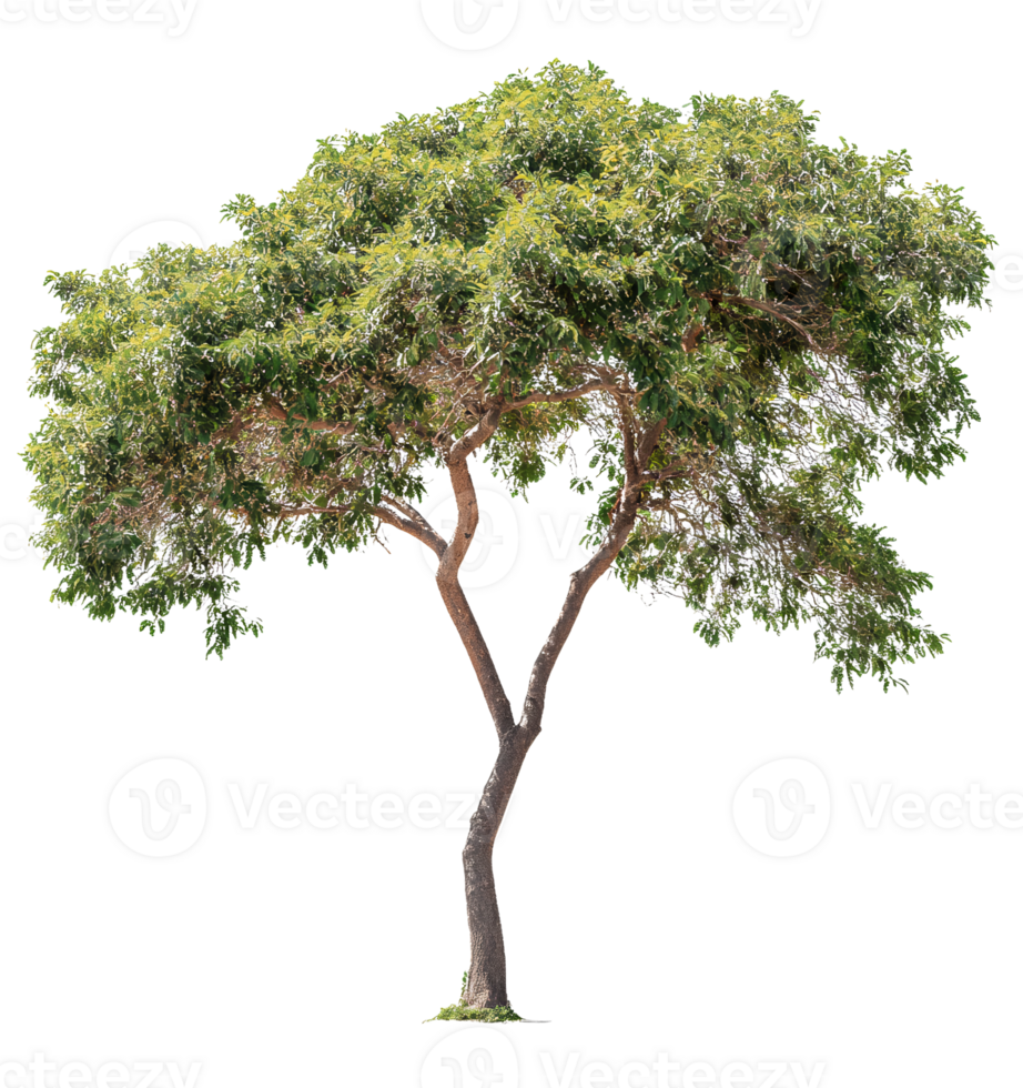 Green Tree Isolated on Transparent Background png