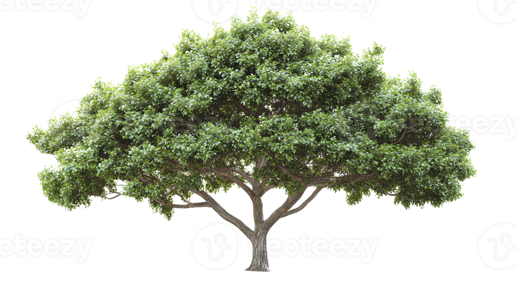 Realistic Full Canopy Tree on Transparent Background png