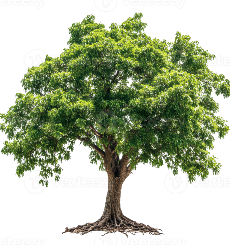 Realistic Tree with Vibrant Leaves on Transparent Background png