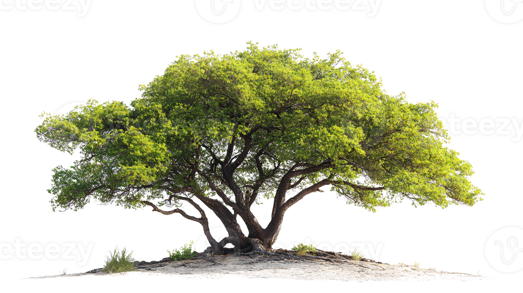 Large green tree on transparent background png