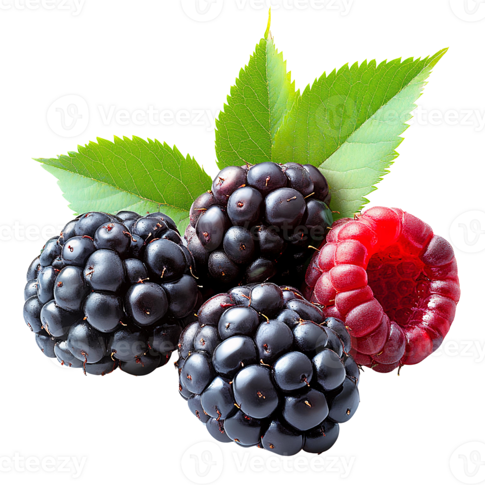 Blackberries and raspberry with green leaves on transparent background png